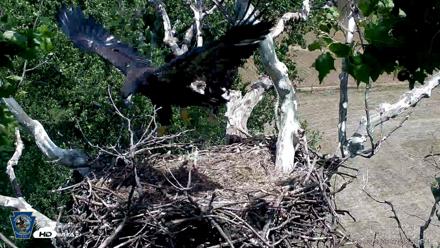 PA Farm Country Eagles Live Cams - Jun 2, 2026, 3:08pm EDT