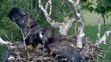 PA Farm Country Eagles Live Cams - May 22, 2026, 1:06pm EDT