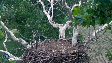 PA Farm Country Eagles Live Cams - Jul 7, 2026, 9:28am EDT