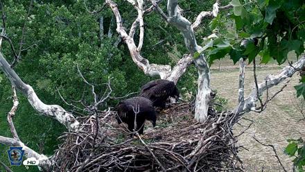 PA Farm Country Eagles Live Cams - Jun 8, 2026, 3:07pm EDT