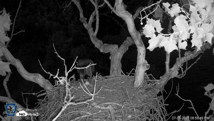 PA Farm Country Eagles Live Cams - Jul 15, 2026, 8:57pm EDT