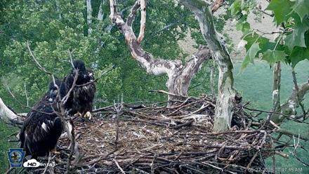 PA Farm Country Eagles Live Cams - May 27, 2026, 7:48am EDT