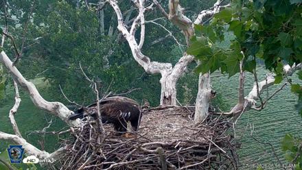 PA Farm Country Eagles Live Cams - Jul 18, 2026, 6:57am EDT