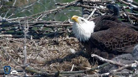 PA Farm Country Eagles Live Cams - Apr 12, 2026, 2:14pm EDT