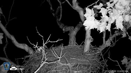 PA Farm Country Eagles Live Cams - Jul 27, 2026, 12:25am EDT