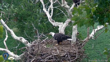 PA Farm Country Eagles Live Cams - Aug 5, 2026, 6:19am EDT
