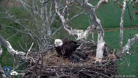 PA Farm Country Eagles Live Cams - Apr 19, 2026, 8:20am EDT