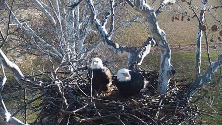 PA Farm Country Eagles Live Cams - Jan 16, 2026, 9:33am EST