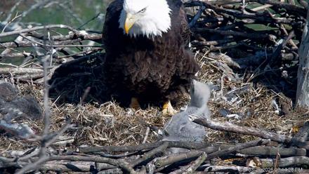 PA Farm Country Eagles Live Cams - Mar 28, 2026, 3:15pm EDT