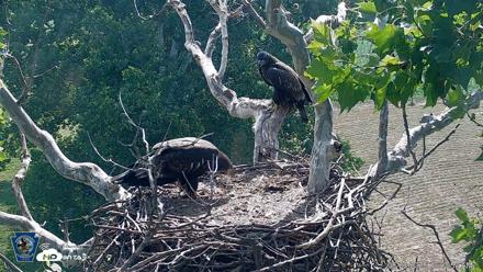 PA Farm Country Eagles Live Cams - Jun 29, 2026, 10:04am EDT