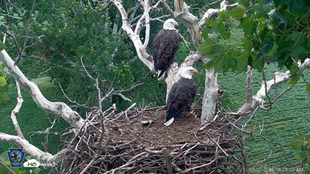 PA Farm Country Eagles Live Cams - Jul 22, 2026, 6:28am EDT