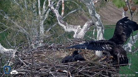 PA Farm Country Eagles Live Cams - May 9, 2026, 6:27pm EDT