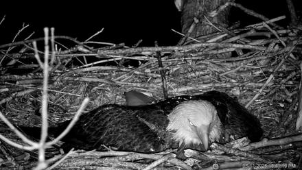 PA Farm Country Eagles Live Cams - Mar 11, 2026, 10:42pm EDT