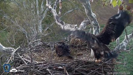PA Farm Country Eagles Live Cams - May 8, 2026, 5:55am EDT