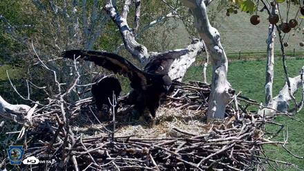 PA Farm Country Eagles Live Cams - May 4, 2026, 12:34pm EDT