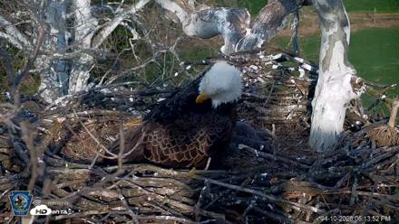 PA Farm Country Eagles Live Cams - Apr 10, 2026, 6:15pm EDT