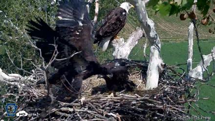 PA Farm Country Eagles Live Cams - May 16, 2026, 3:36pm EDT