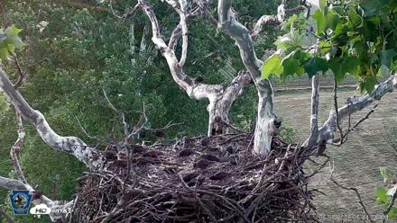 PA Farm Country Eagles Live Cams - Jun 8, 2026, 5:46am EDT