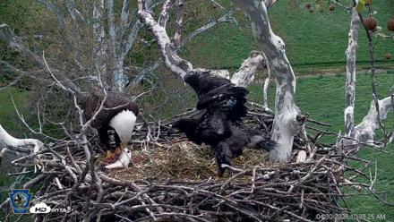 PA Farm Country Eagles Live Cams - Apr 30, 2026, 10:39am EDT