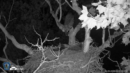 PA Farm Country Eagles Live Cams - Jun 25, 2026, 9:03pm EDT