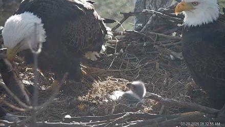 PA Farm Country Eagles Live Cams - Mar 29, 2026, 8:33am EDT