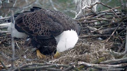 PA Farm Country Eagles Live Cams - Mar 11, 2026, 12:37pm EDT