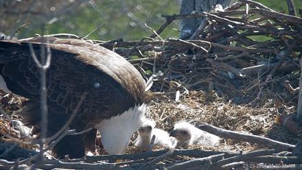 PA Farm Country Eagles Live Cams - Mar 29, 2026, 9:33am EDT