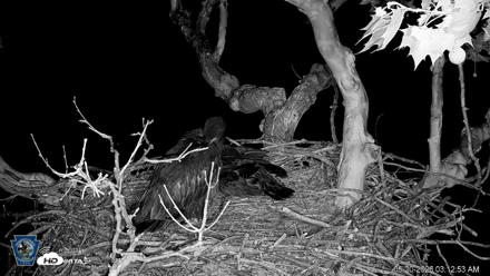 PA Farm Country Eagles Live Cams - May 20, 2026, 3:14am EDT