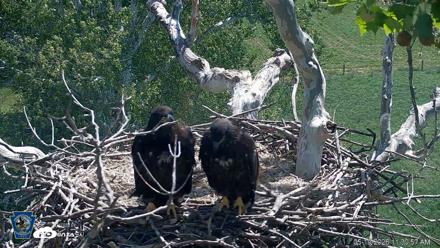 PA Farm Country Eagles Live Cams - May 19, 2026, 11:31am EDT