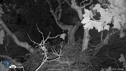 PA Farm Country Eagles Live Cams - Aug 10, 2026, 5:52am EDT