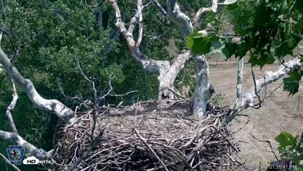 PA Farm Country Eagles Live Cams - Jun 6, 2026, 1:36pm EDT