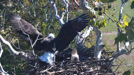 PA Farm Country Eagles Live Cams - Oct 27, 2025, 11:18am EDT