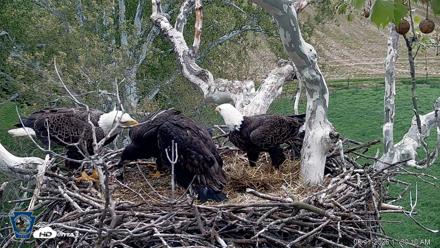 PA Farm Country Eagles Live Cams - May 11, 2026, 11:31am EDT