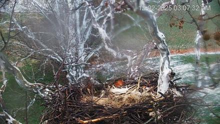 PA Farm Country Eagles Live Cams - Dec 2, 2025, 8:08am EST