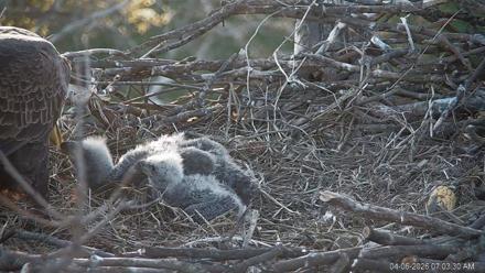 PA Farm Country Eagles Live Cams - Apr 6, 2026, 7:04am EDT