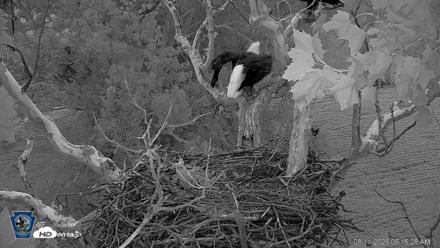 PA Farm Country Eagles Live Cams - Aug 11, 2026, 6:16am EDT