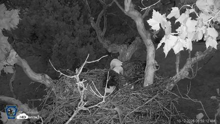 PA Farm Country Eagles Live Cams - Oct 12, 2026, 7:00am EDT