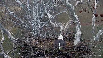PA Farm Country Eagles Live Cams - Mar 5, 2026, 1:59pm EST