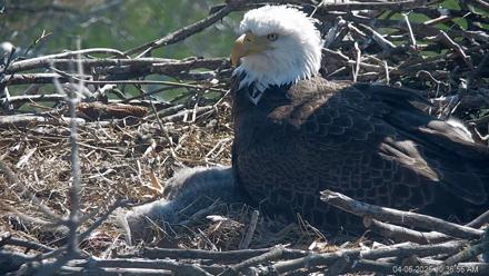 PA Farm Country Eagles Live Cams - Apr 6, 2026, 10:38am EDT