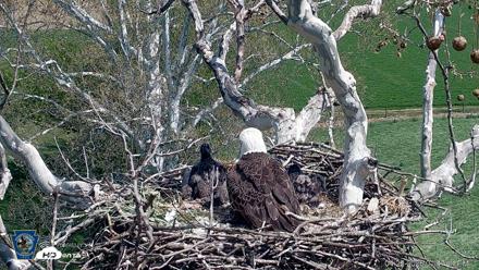 PA Farm Country Eagles Live Cams - Apr 22, 2026, 1:48pm EDT