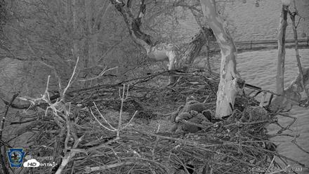 PA Farm Country Eagles Live Cams - Apr 15, 2026, 6:13am EDT