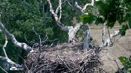 PA Farm Country Eagles Live Cams - Jun 6, 2026, 1:22pm EDT