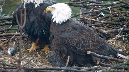 PA Farm Country Eagles Live Cams - Apr 5, 2026, 1:00pm EDT