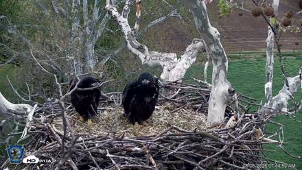 PA Farm Country Eagles Live Cams - May 6, 2026, 7:45am EDT