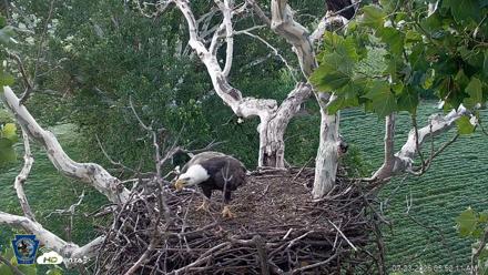 PA Farm Country Eagles Live Cams - Jul 23, 2026, 5:53am EDT