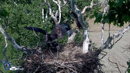 PA Farm Country Eagles Live Cams - Jun 1, 2026, 5:14pm EDT