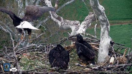 PA Farm Country Eagles Live Cams - Apr 26, 2026, 7:20am EDT