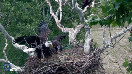 PA Farm Country Eagles Live Cams - Jun 8, 2026, 3:50pm EDT