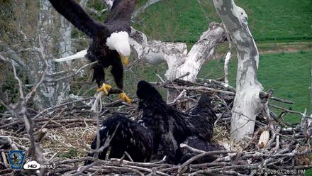 PA Farm Country Eagles Live Cams - Apr 28, 2026, 1:31pm EDT