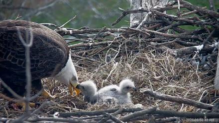 PA Farm Country Eagles Live Cams - Mar 30, 2026, 11:13am EDT
